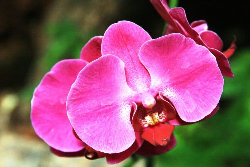 orchid flower nature