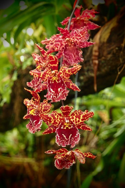 orchid red yellow