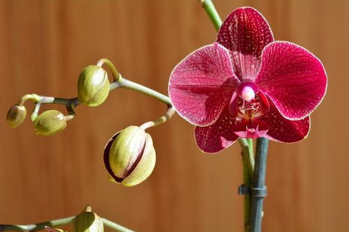 orchid flower blossom