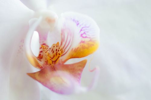 orchid flower blossom