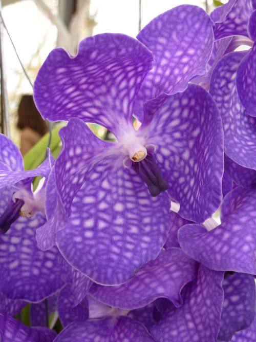 orchid purple flower