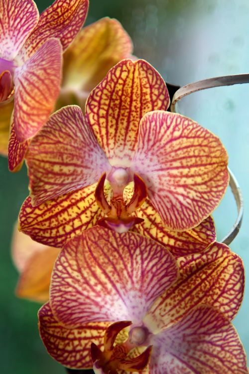 orchid phalaenopsis butterfly orchid