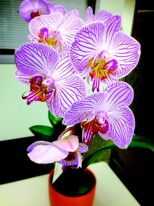orchid flower nature