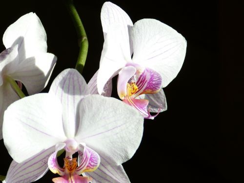 orchid butterfly orchid phalaenopsis