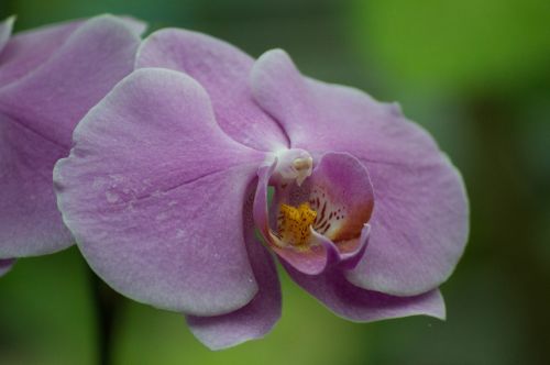 orchid purple macro
