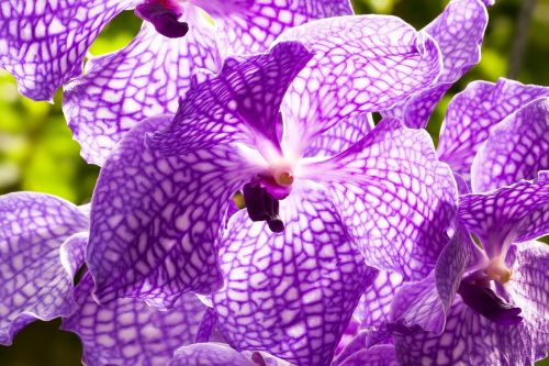 orchid violet purple