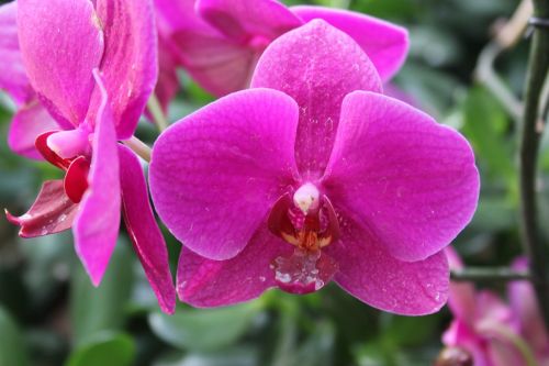 orchid flower nature