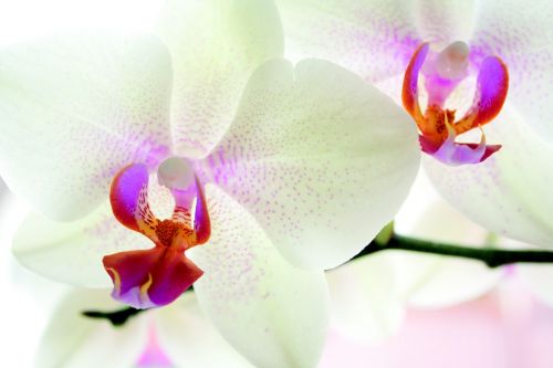 orchid flower nature