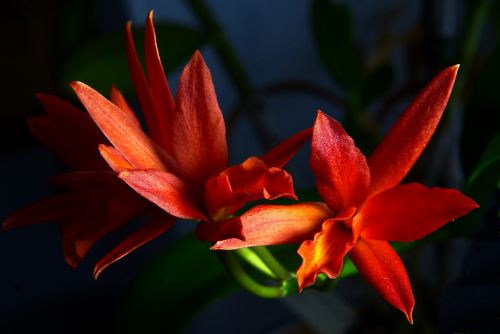 orchid flower macro