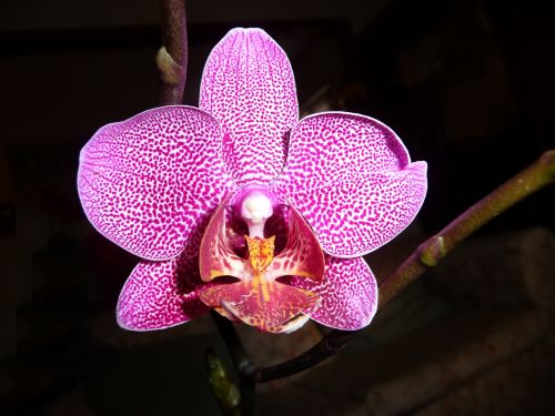 orchid phalaenopsis flower