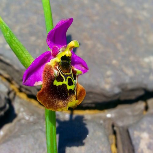 orchid sahlep flower