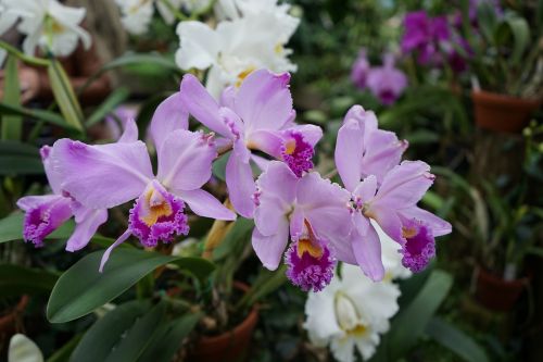 orchid flowers close