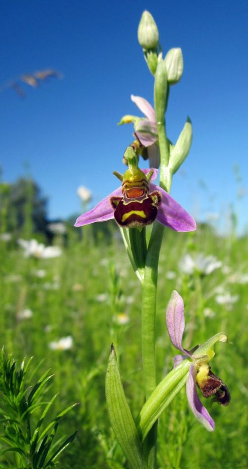orchid bee orchid wild