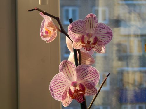 orchid window bloom