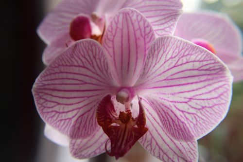 orchid blossom bloom