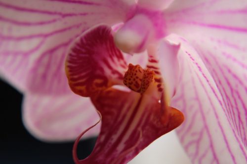 orchid calyx macro