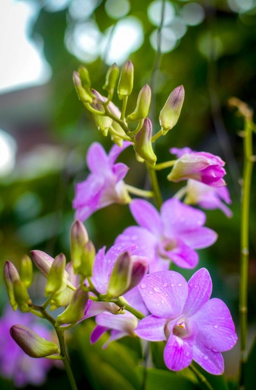 orchid flower floral