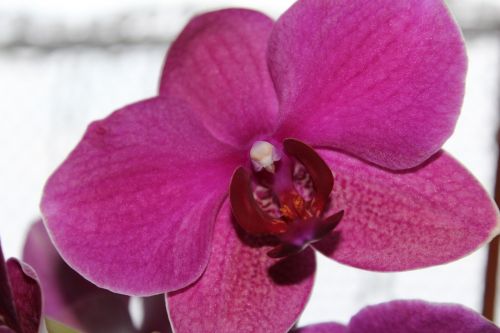 orchid flower blossom