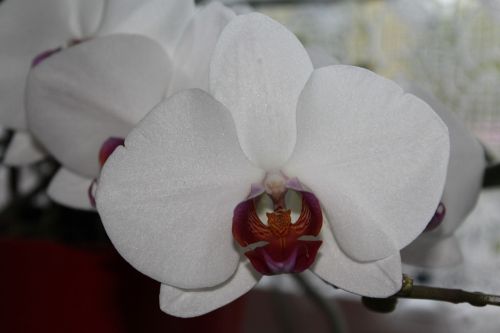 orchid blossom bloom