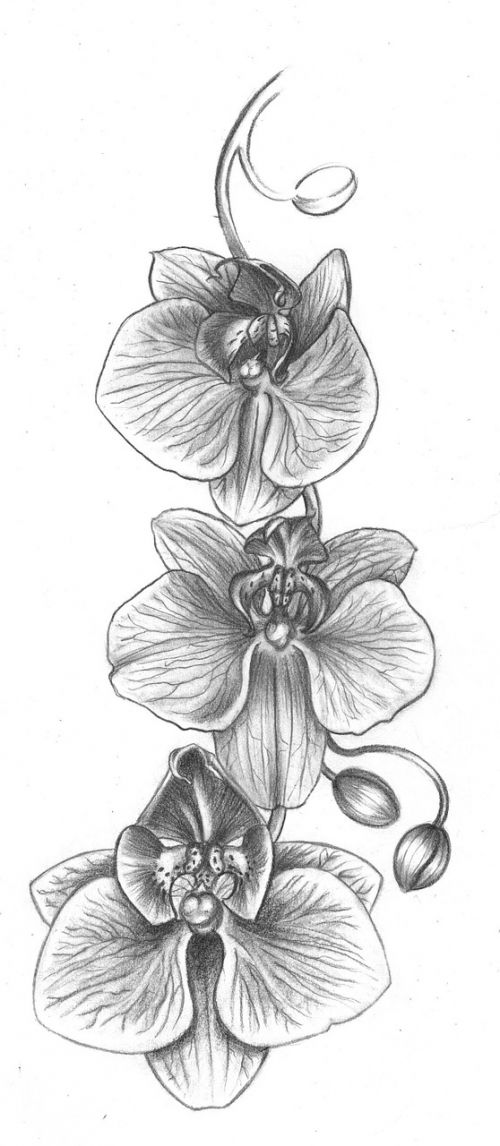 orchid flower drawing