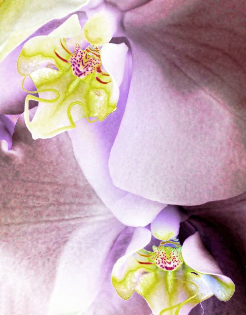 orchid phalaenopsis flower