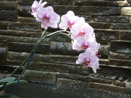 Orchid &amp; Wall