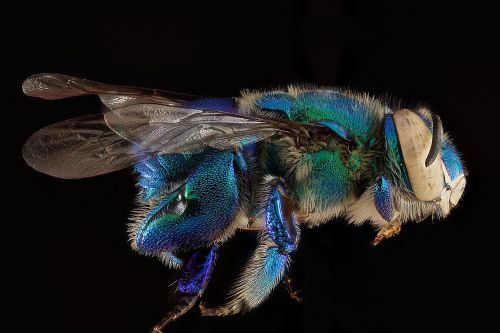 orchid bee macro insect