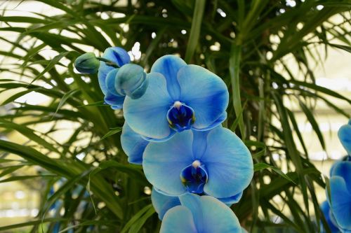 orchid blue flowers plants offer