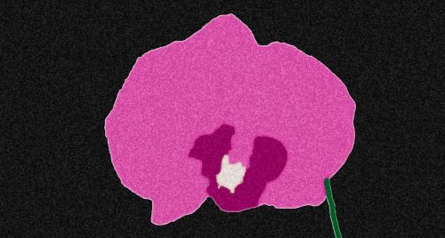 Orchid Digital Painting Flowers