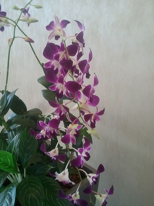 Orchid Flower