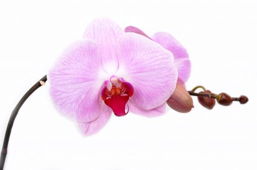 Orchid - Flower