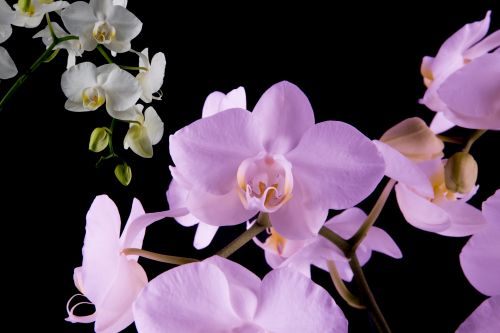 Orchid - Flower