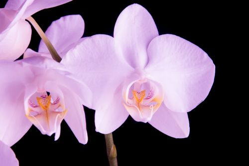 Orchid - Flower