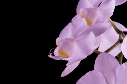 Orchid - Flower