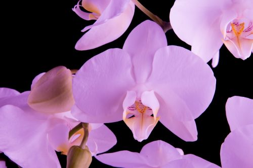 Orchid - Flower