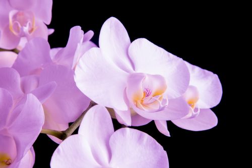 Orchid - Flower