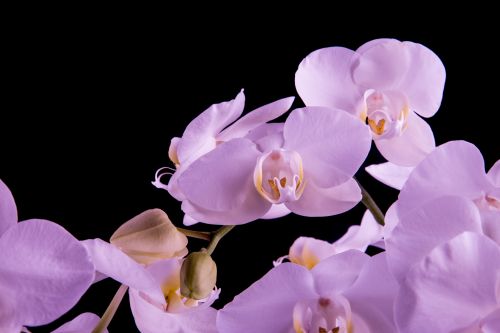 Orchid - Flower