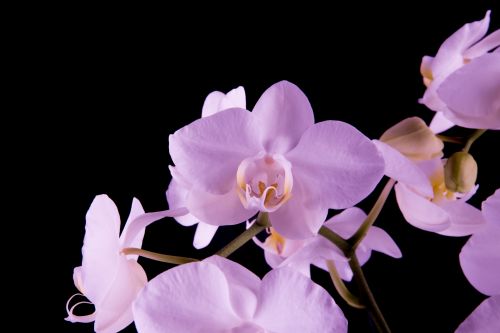 Orchid - Flower