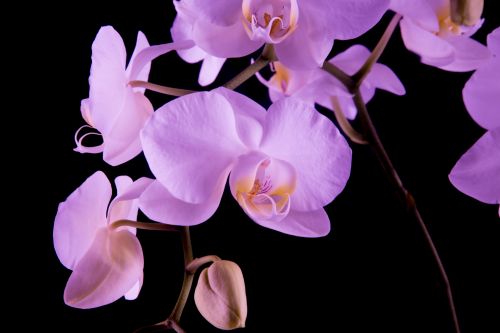 Orchid - Flower