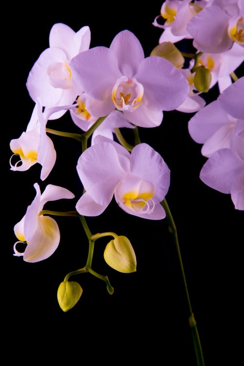 Orchid - Flower