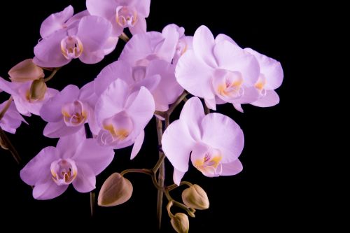 Orchid - Flower