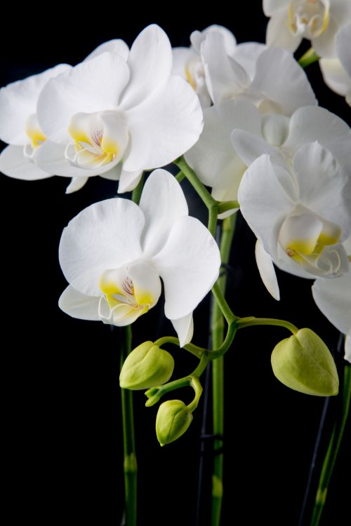 Orchid - Flower