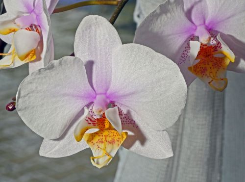orchid flower white pink