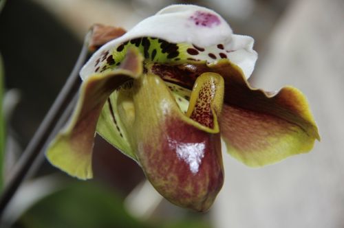 orchid flower flower blossom