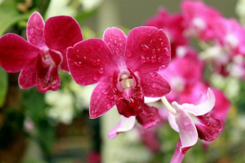 Orchid Flower Blossom