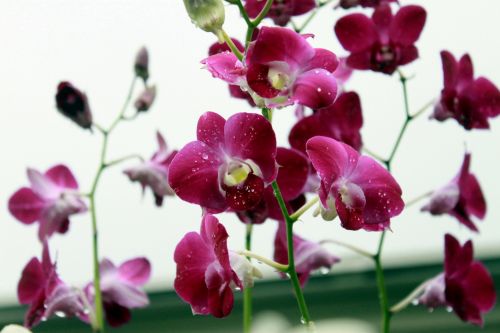 Orchid Flower Blossom