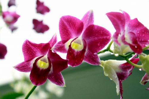 Orchid Flower Blossom