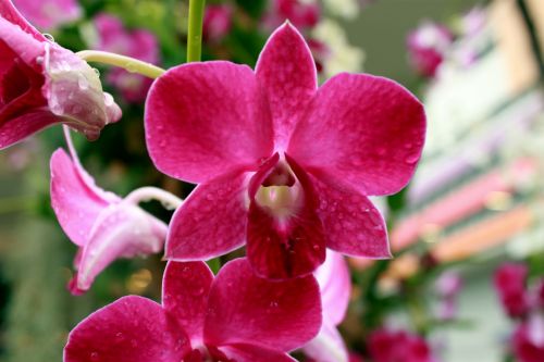 Orchid Flower Blossom