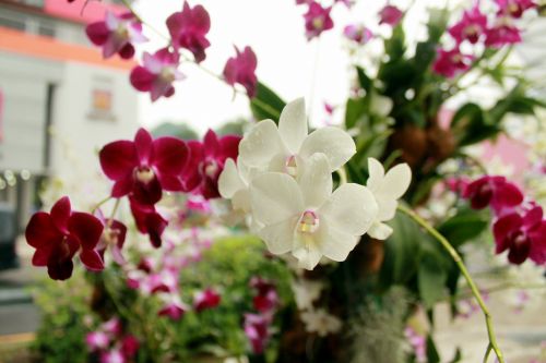 Orchid Flower Blossom