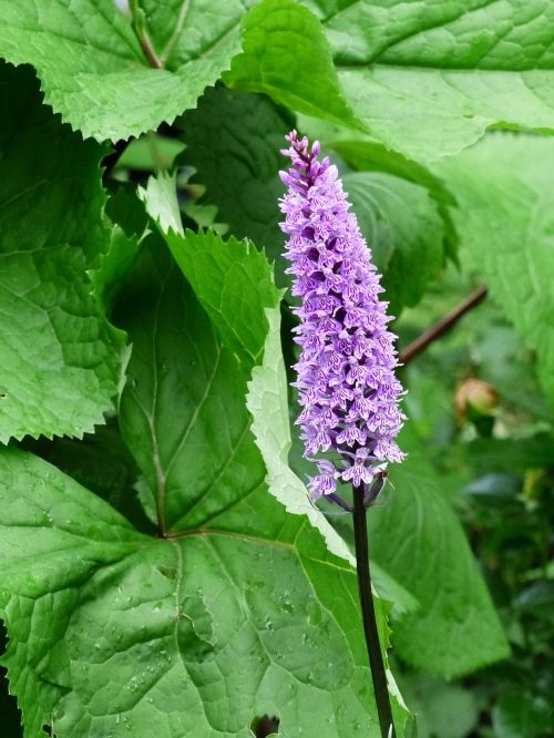 orchide flower stem